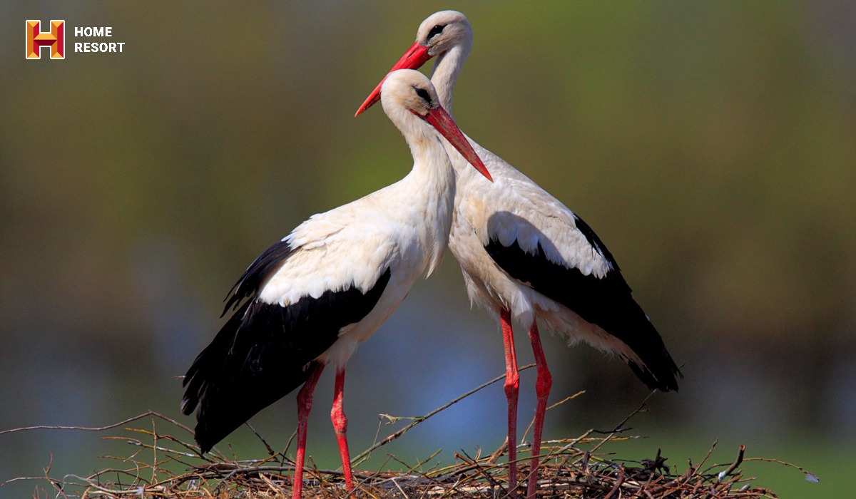 STORKS HAVE ARRIVED IN UKRAINE